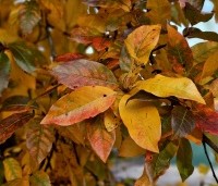 Nyssa sylvatica 'Autumn Cascades' - Zwarte tupeloboom  - 4