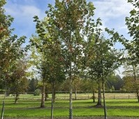 Acer rubrum 'Red Sunset' - Rode Esdoorn - 3