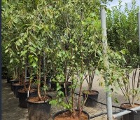 Betula albosinensis 'Fascination' - Chinese rode berk - 3