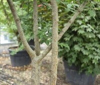 Celtis occidentalis - Westerse netelboom - 4