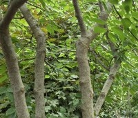 Celtis occidentalis - Westerse netelboom - 5