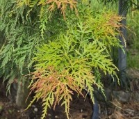 Acer palmatum 'Dissectum Viridis' - Japanse dwerg esdoorn - 4