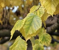 Tilia americana 'Nova' - Amerikaanse linde - 1