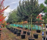 Elaeagnus ebbingei 'Compacta' - Olijfwilg  - najaar 2025