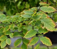Cladrastis kentuckea - Geelhout - 1
