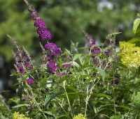 Buddleja davidii 'Black Knight' - Vlinderstruik 'Black Knight' - 1