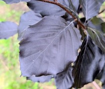 Fagus Spaethiana