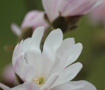 Magnolia stellata 'Rosea' bloem