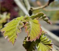 Quercus dentata ‘Carl Ferris Miller’ - Japanse Daimyo-eik - 3