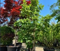 Quercus dentata ‘Carl Ferris Miller’ - Japanse Daimyo-eik - 1