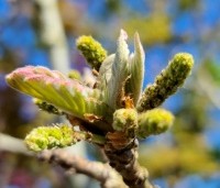 Quercus dentata ‘Carl Ferris Miller’ - Japanse Daimyo-eik - 4
