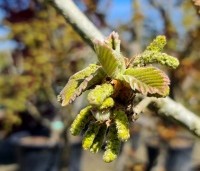Quercus dentata ‘Carl Ferris Miller’ - Japanse Daimyo-eik - 2