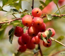 Malus toringoides 'Mandarin'