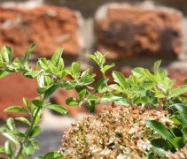 Pyracantha 'Orange Glow' / Vuurdoorn jonge takken