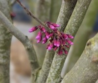 Cercis siliquastrum - Judasboom - 3