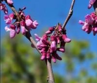 Cercis siliquastrum - Judasboom - 2