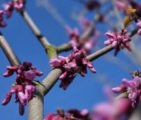 Cercis siliquastrum - Judasboom - 1