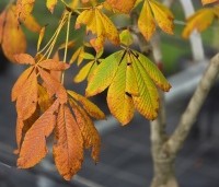 Aesculus pavia 'Atrosanguinea' - Rode pavia - 2