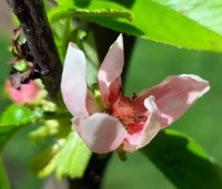 Pseudocydonia sinensis - Chinese kweepeer - 2