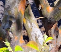Pseudocydonia sinensis - Chinese kweepeer - 1