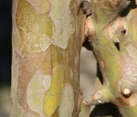 Pseudocydonia sinensis - Chinese kweepeer - 3