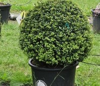 Ilex crenata 'Dark Green' - Japanse hulst 'Dark Green' - 2