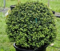 Ilex crenata 'Dark Green' - Japanse hulst 'Dark Green' - 3