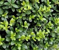 Ilex crenata 'Dark Green' - Japanse hulst 'Dark Green' - 1