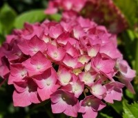 Hydrangea   macrophylla 'Bouquet Rose' - Hortensia 'Bouquet Rose'  - 1