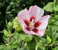 Hibiscus syriacus 'Hamabo' - Altheastruik  'Hamabo' - 1