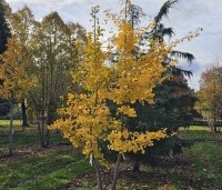 Ginkgo biloba - Japanse Notenboom - 2