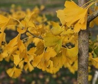 Ginkgo biloba - Japanse Notenboom - 1
