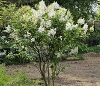 Syringa josiflexa 'Agnes Smith' - Sering josi. 'Agnes Smith' - 2