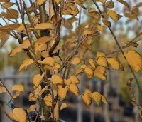 Cercidiphyllum japonicum  - Katsuraboom - herfst