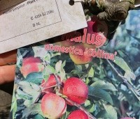 Malus domestica 'Collina' - Appelras Collina - 1