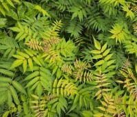 Sorbaria sorbifolia 'Sem' - Lijsterbessprirea 'Sem' - blad in juni
