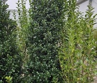 Ilex meserveae 'Heckenstar' - Ilex meserveae 'Heckenfee' - 2