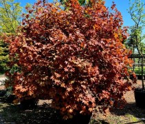 Acer 'Ample Surprise'