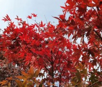 Acer palmatum 'Osakazuki'