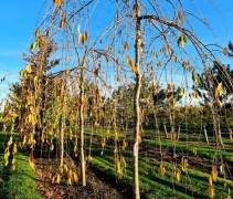 Prunus Yedoensis 'Ivensii' november 2022