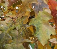 Quercus palustris - Moeraseik - 8