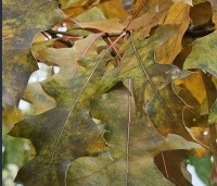 Quercus palustris - Moeraseik - 9