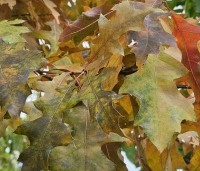 Quercus palustris - Moeraseik - 7