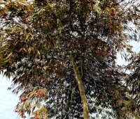 Acer palmatum 'Garnet' - Japanse esdoorn 'Garnet' - 1 blad nazomer kroon op 180 cm stam