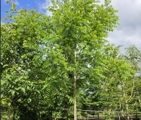 Juglans nigra - Zwarte Notenboom - 1