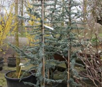 Cedrus libani 'Glauca'
