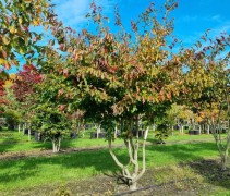 Parrotia persica bella