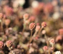 Het Stekelnootje in voordeelkist van 24 stuks