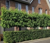 Liquidambar styraciflua 'Worplesdon' - Amberboom - 2