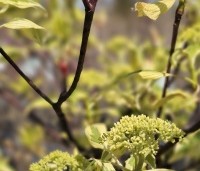 Cornus controversa  'Variegata' - Reuze kornoelje  'Variegata' - 2